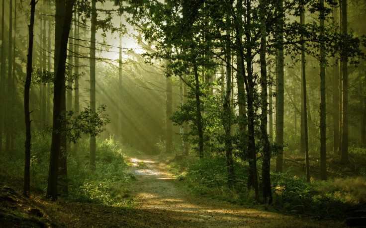 12010-landscape-nature-anime-trees-forest-path-sun_rays-dirt_road-736x459