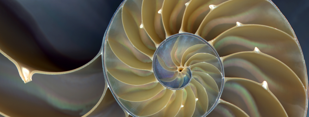 Nautilus-shell-Cropped_2