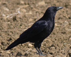 Corneja negra