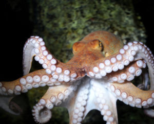 pulpo